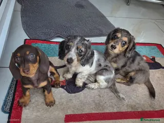 Miniature Dachshund dogs Miniature Dachshund - Advert 4
