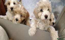 Cavachon dogs for sale:  🐾 Cavapoochon Puppies! 🐾 - Image 9