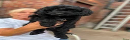Cavapoo dogs for sale: ⭐️4 Stunning little black cavapoos⭐️ - Advert 25