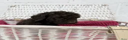Cockapoo dogs for sale: Stunning Cockapoo Puppies - Only 2 Puppies Left  - Advert 21