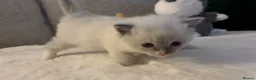 Ragdoll cats for sale: Ragdoll Babies ❤️ - Advert 15