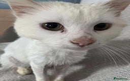 Mixed Breed cats for adoption: 🍀Monty🍀 for adoption, fostered in FLEET - Image 3
