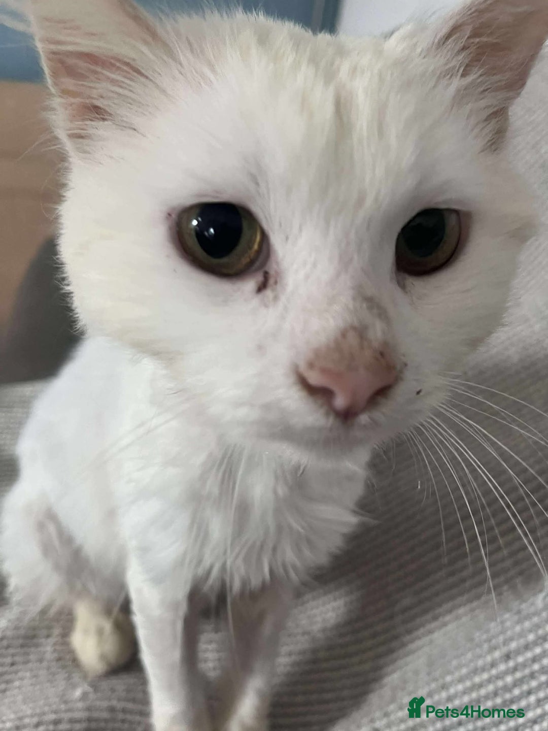 Mixed Breed cats for adoption: 🍀Monty🍀 for adoption, fostered in FLEET - Image 3