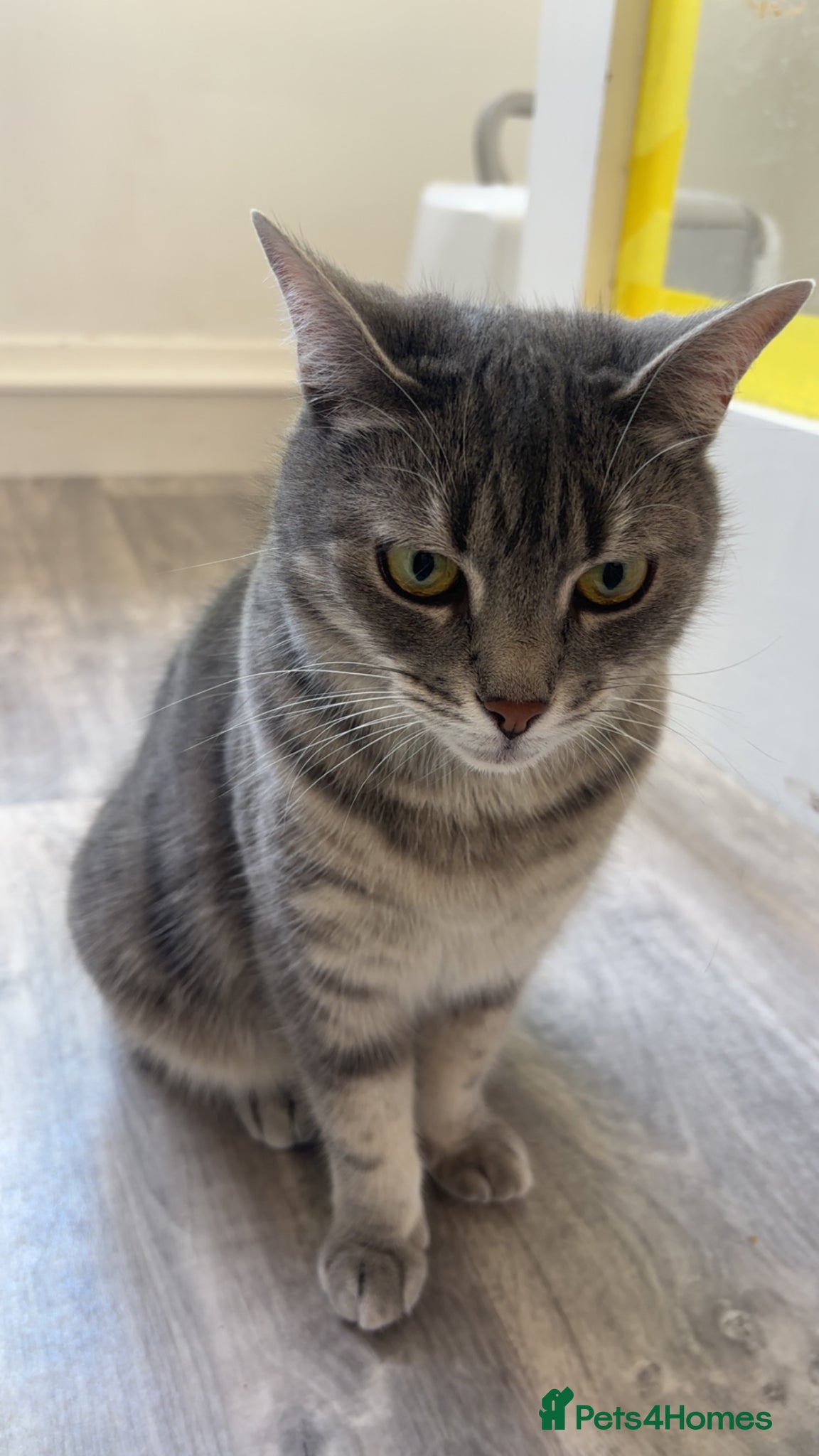 Mixed Breed cats Aura Russian tabby 4 years old - Advert 3