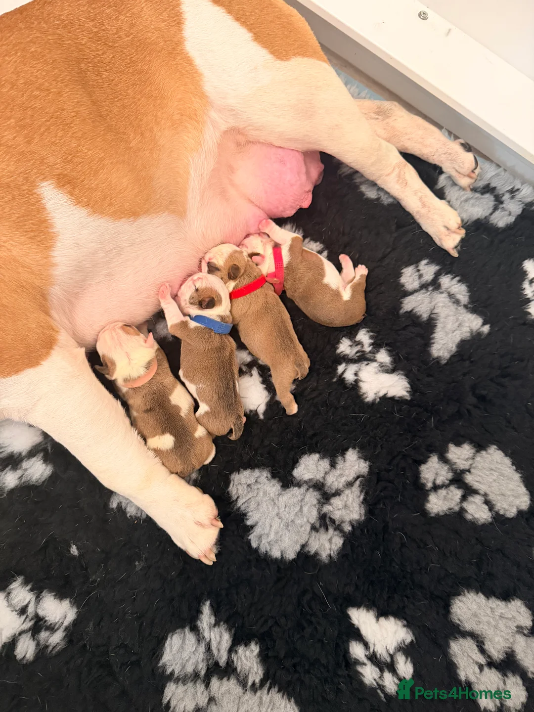 English Bulldog dogs for sale: English bulldogs male / female  - Advert 9