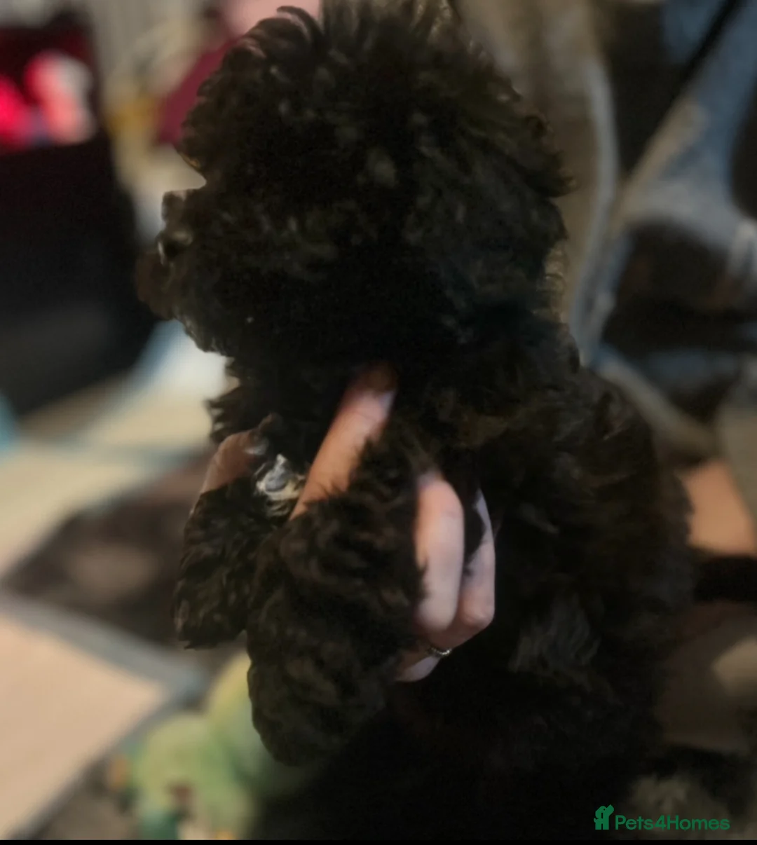 Cavapoo dogs for sale: Last 3 beautiful f1b Cavapoo - Advert 10