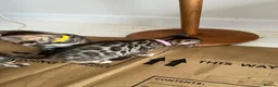 Bengal cats for sale: TICA Registered Bengal Kittens - Advert 3