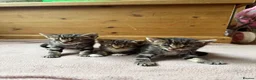 Mixed Breed cats for sale: 3 adorable tabby’s - Advert 2