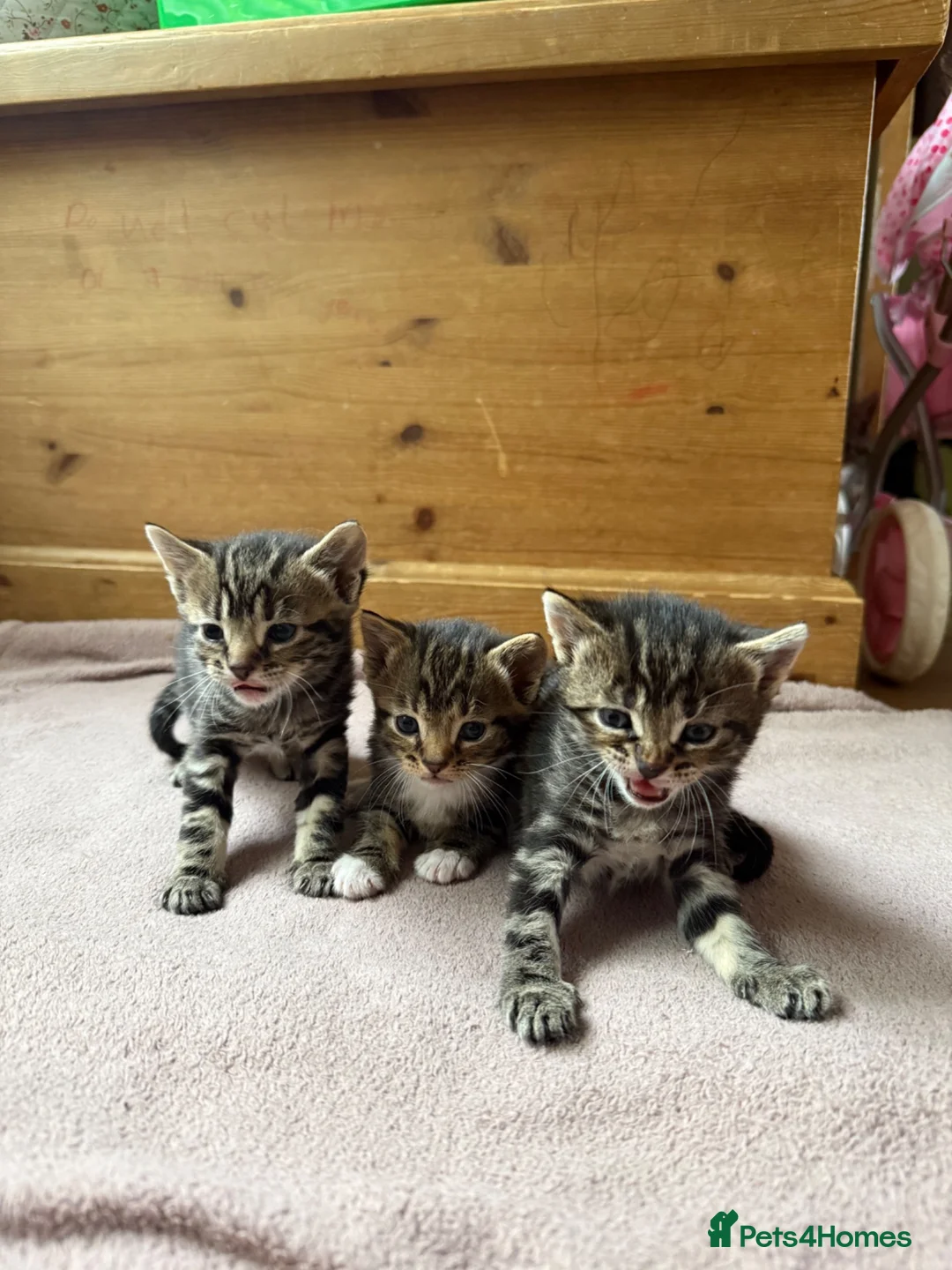 Mixed Breed cats for sale: 3 adorable tabby’s - Advert 2