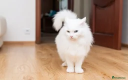Turkish Angora cats for sale: Turkish Angora kitten for sale  - Image 6