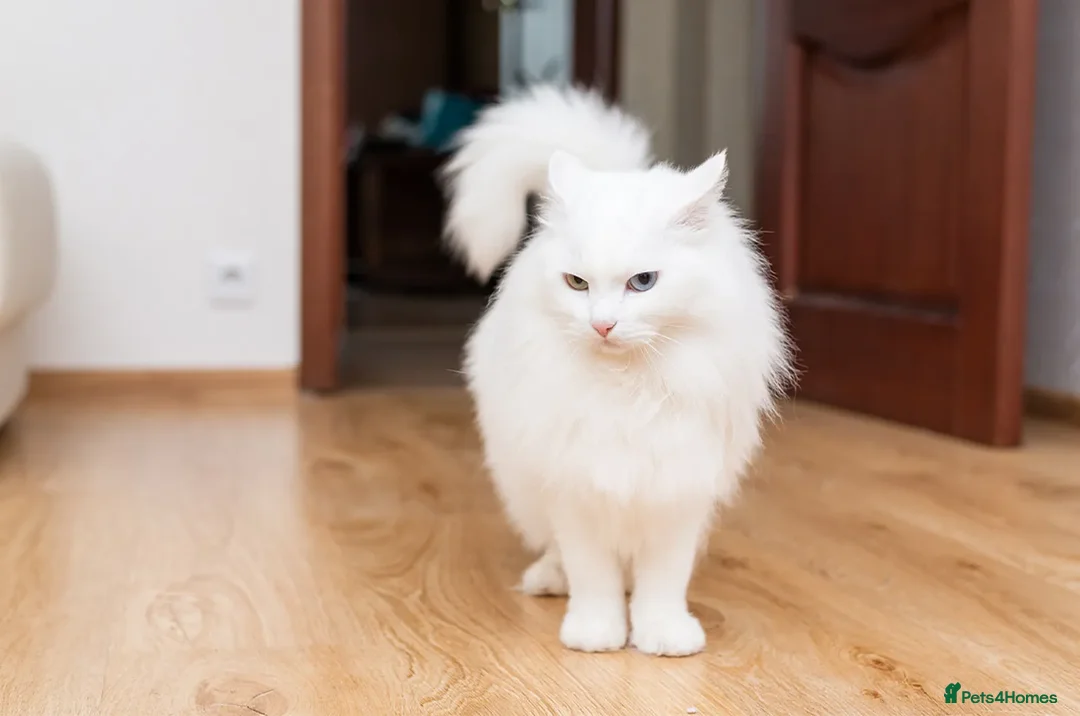Turkish Angora cats for sale: Turkish Angora kitten for sale  - Image 6