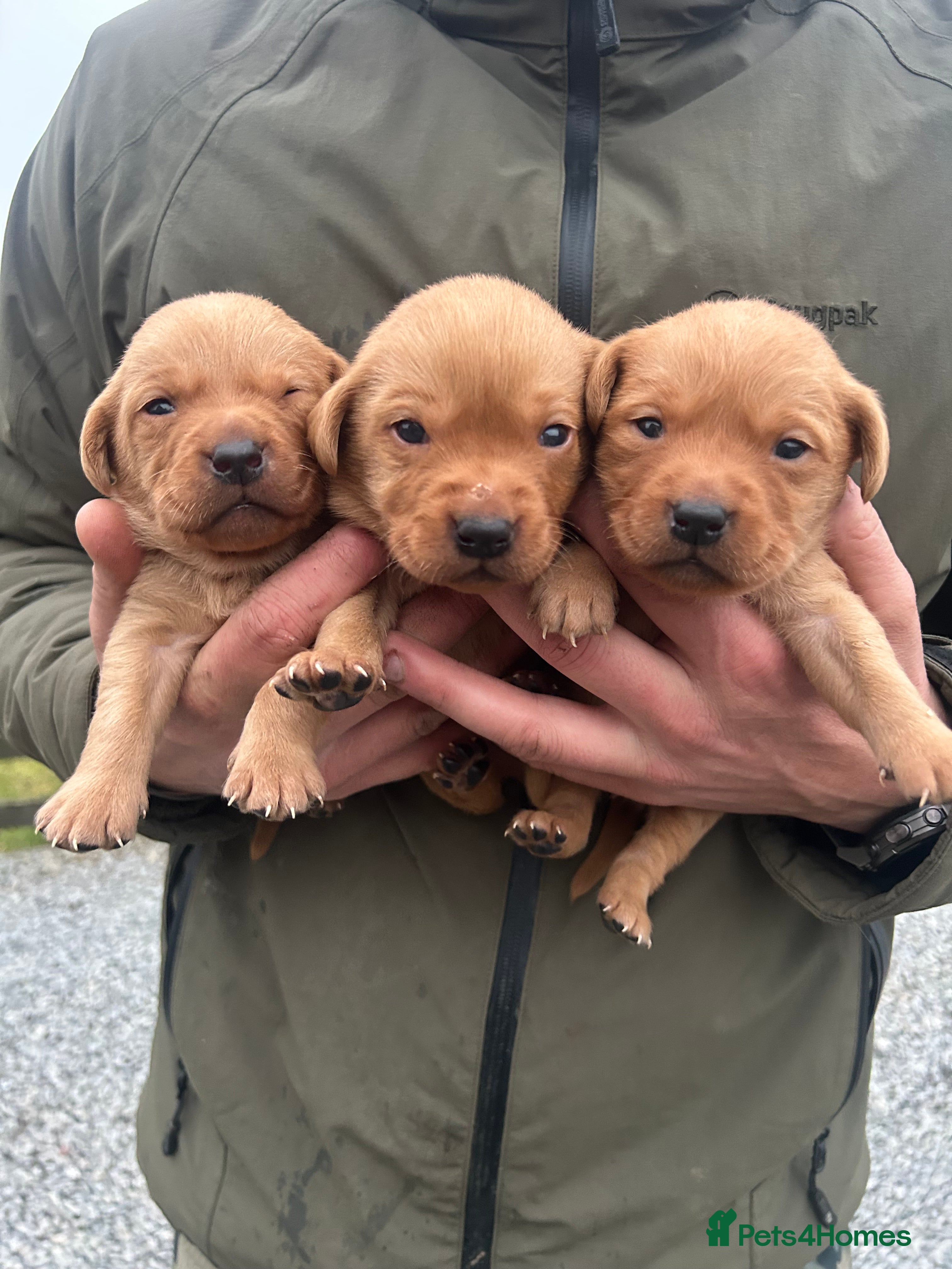 Labrador Retriever dogs KC Registered Fox Red Labrador Puppies - Advert 11