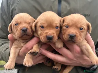 Labrador Retriever dogs KC Registered Fox Red Labrador Puppies - Advert 11