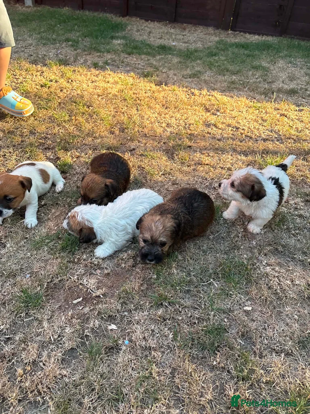 Jack Russell dogs for sale: jack russell puppies  - Advert 7