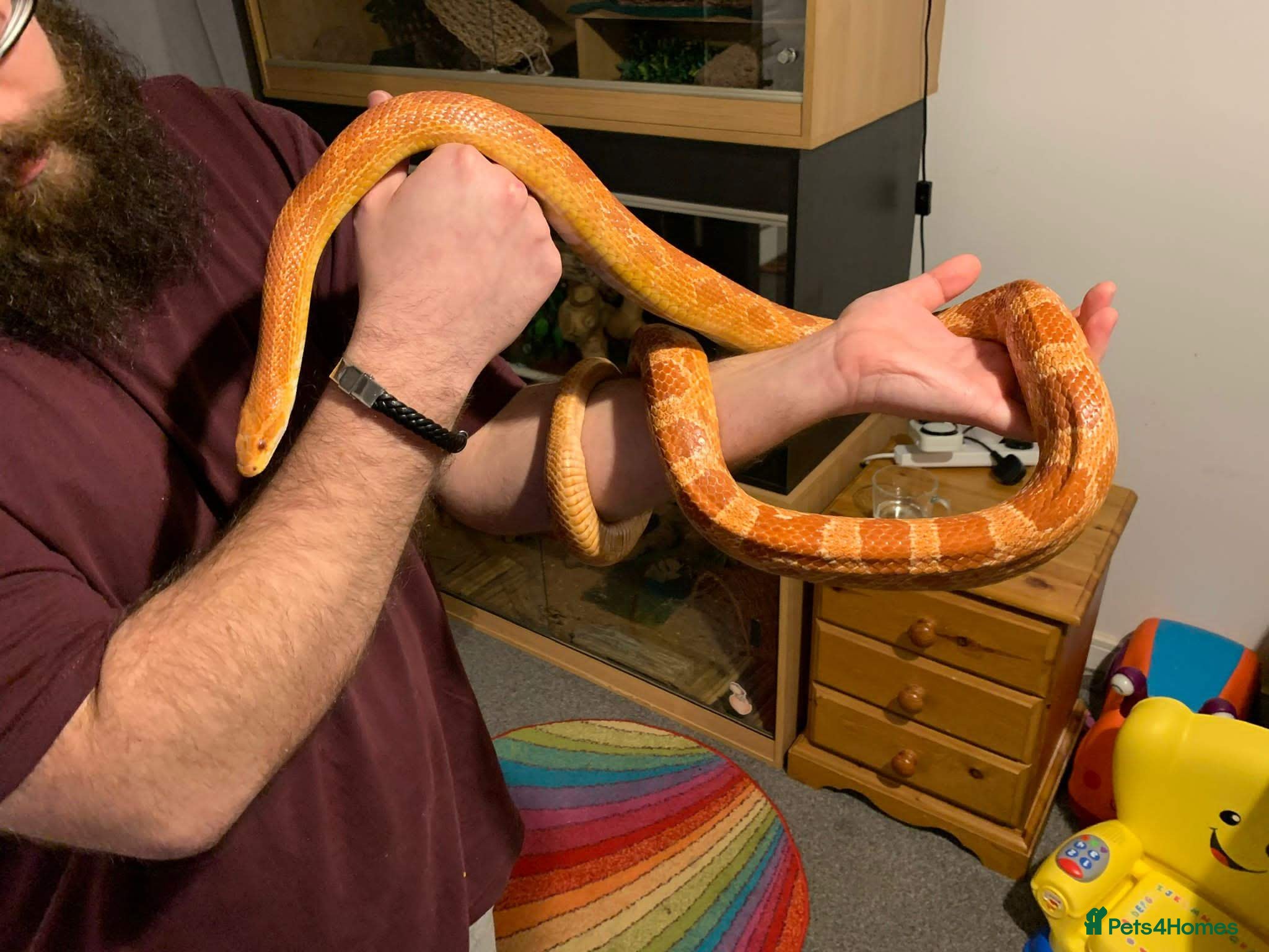 Corn Snake reptiles Male Corn Snake for Sale – Full Setup Included - Advert 1