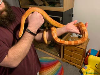 Corn Snake reptiles Male Corn Snake for Sale – Full Setup Included - Advert 8