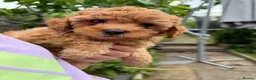 Maltipoo dogs for sale: Maltipoo puppies with great personalities - Advert 6