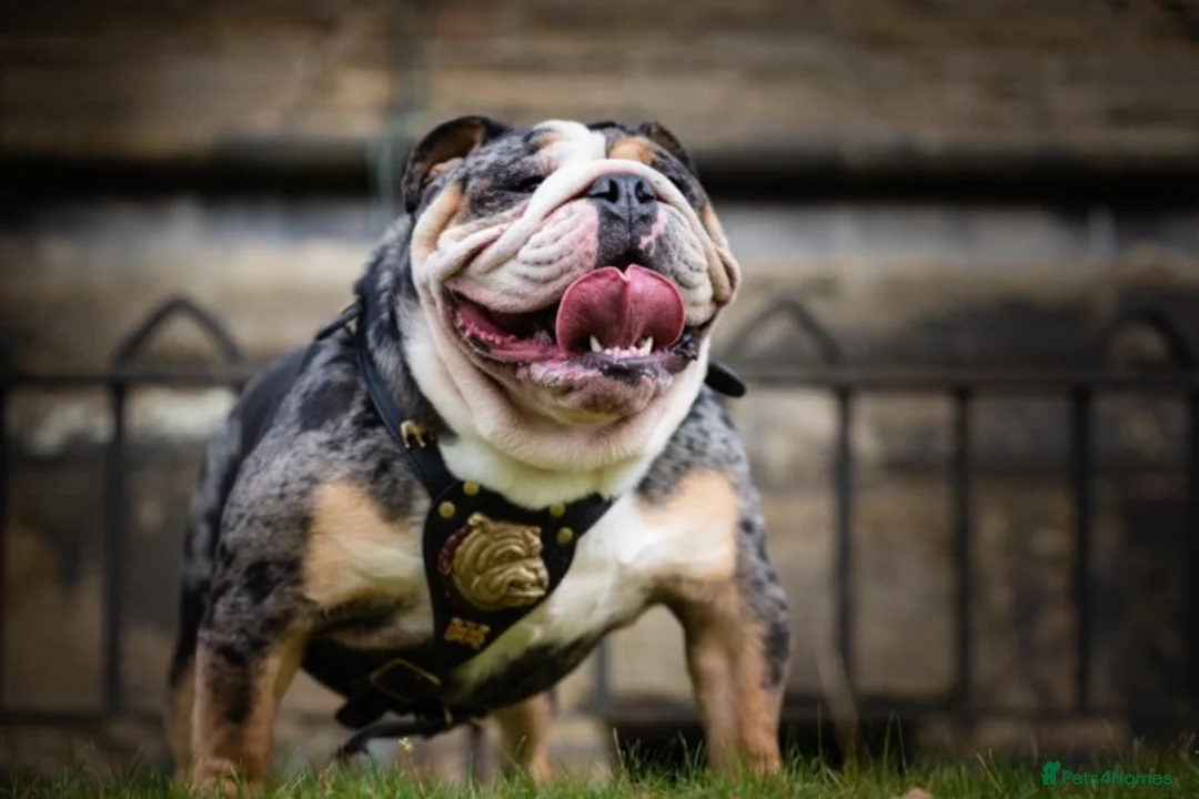 English Bulldog dogs for stud: Merle English Bulldog TRIPLE TRI PROVEN in Bradford - Advert 4