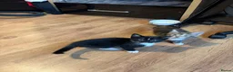 British Shorthair cats for sale: Three Playful Kittens  - Advert 15
