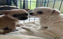 Chihuahua dogs for sale: Two beautiful Chihuahua Puppies  - Image 1