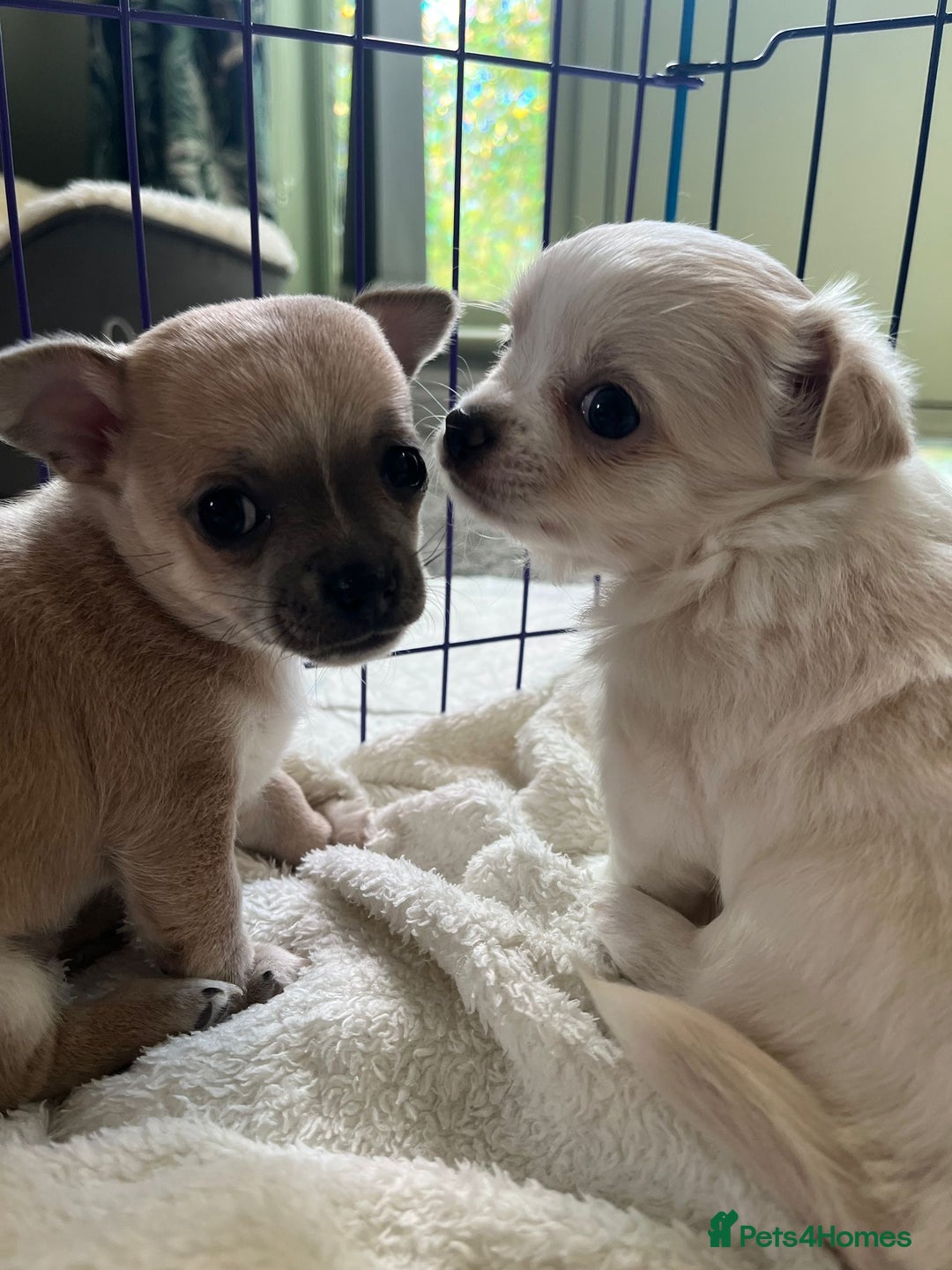 Chihuahua dogs for sale: Two beautiful Chihuahua Puppies  - Image 1
