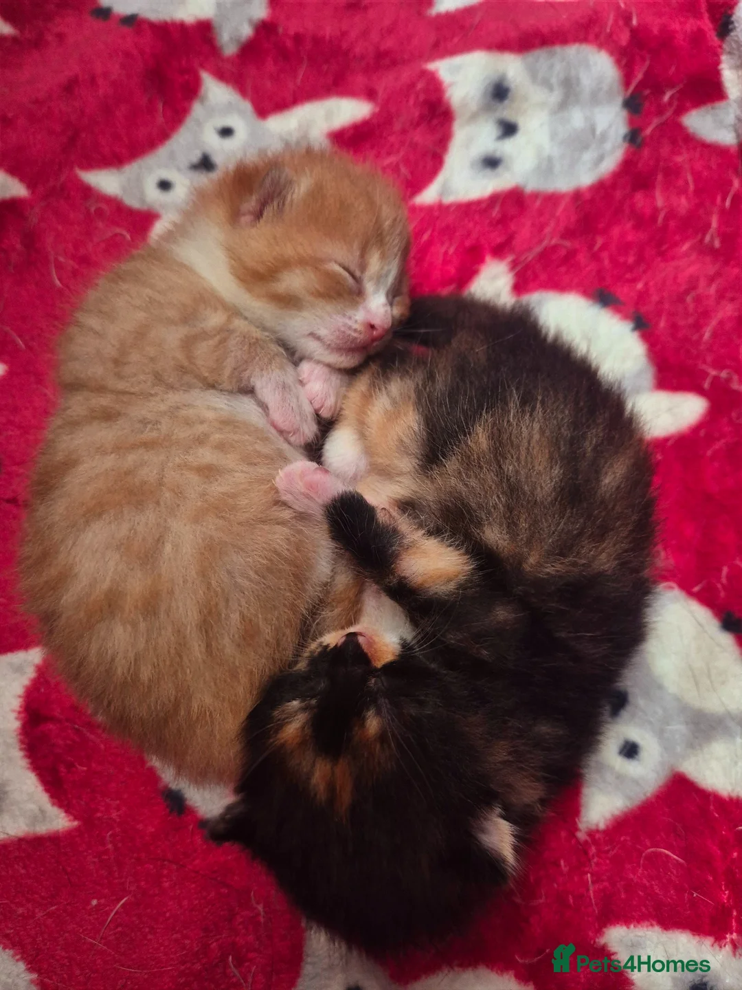 European cats for sale: Cute lovely BOY and GIRL kitten for sale  - Advert 12