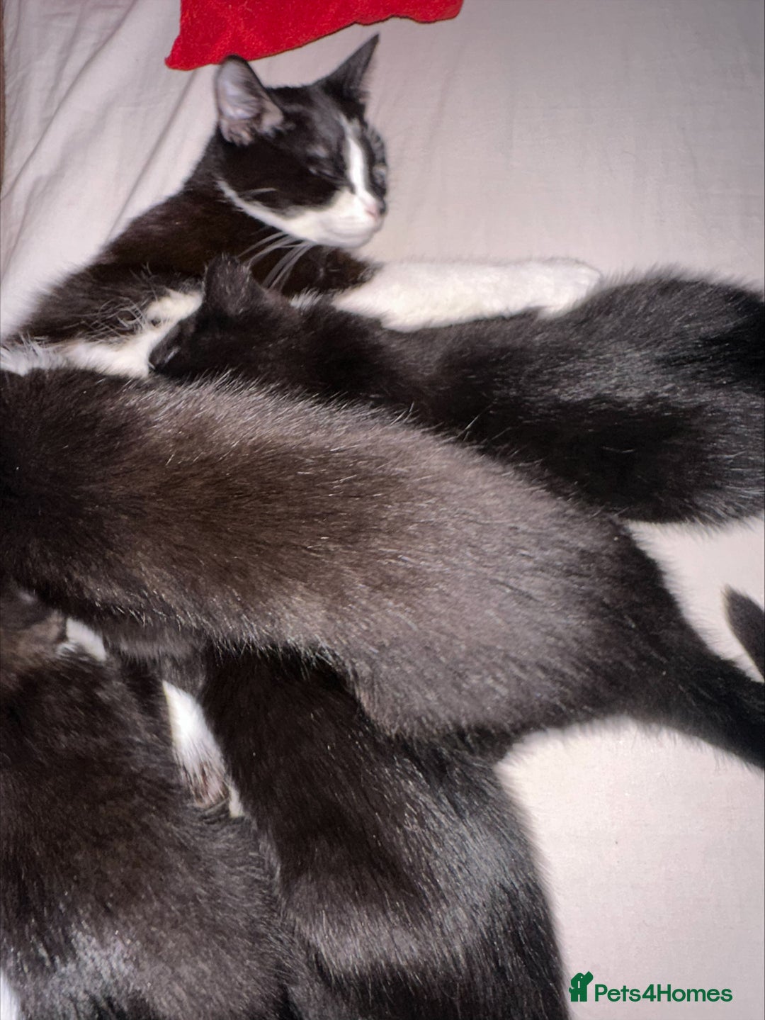 Mixed Breed cats for sale: Black and white kittens! - Advert 8