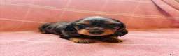 Miniature Dachshund dogs for sale: Quality Miniature Dachshund puppies - Advert 8