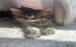 British Longhair cats for sale: Kittens for sale!! in Highbridge - Image 20