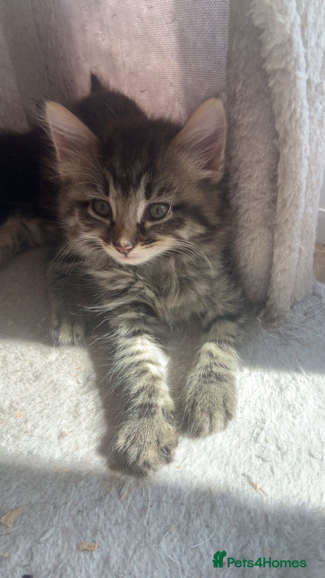 British Longhair cats for sale: Kittens for sale!! in Highbridge - Image 20