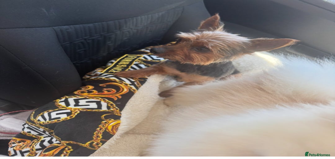 Gallery Image {{count}}