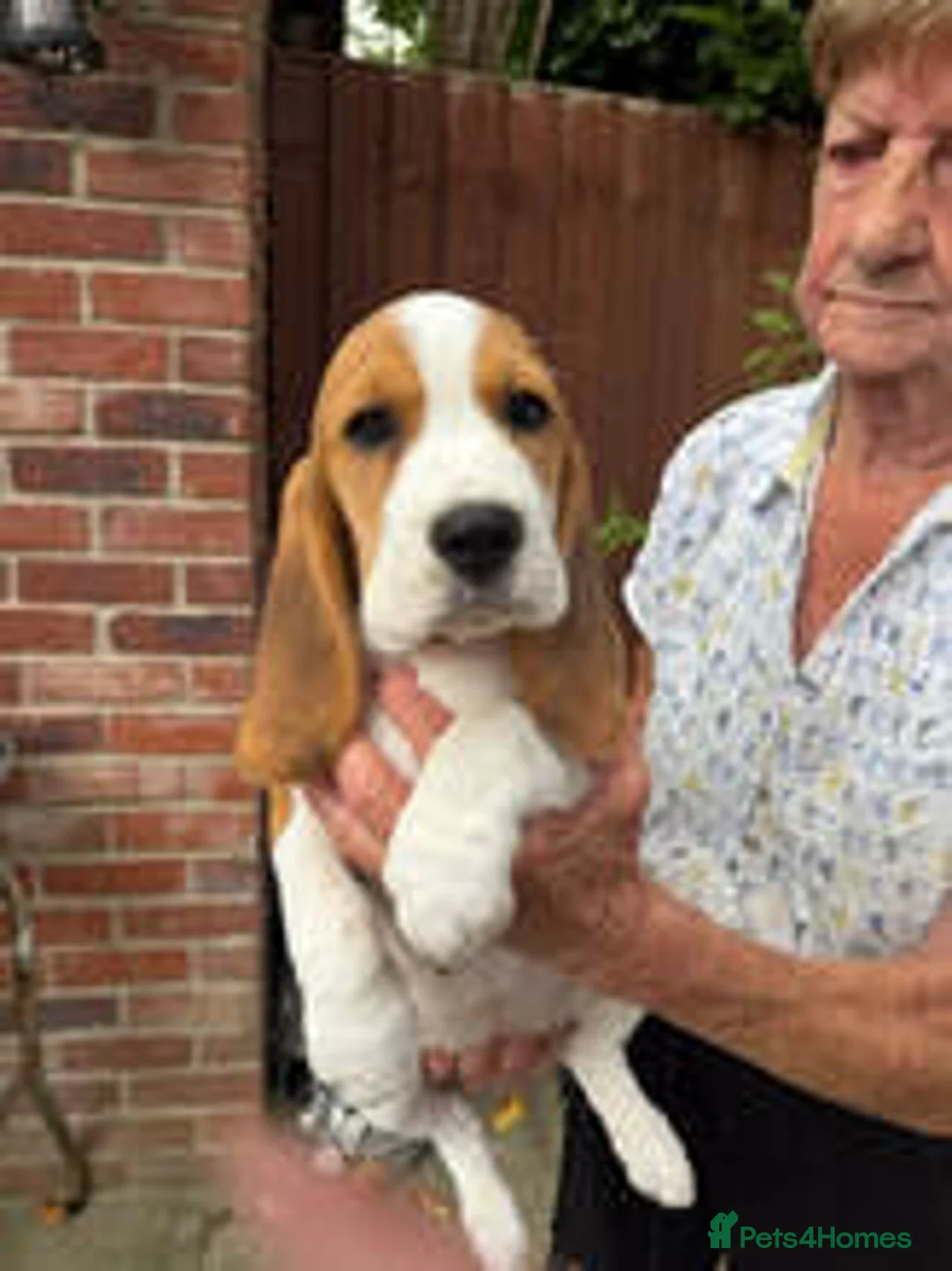 Beagle dogs for sale: BEAUTIFUL RKC PUPPIES FROM RENOWNED TOP BREEDER  - Advert 2