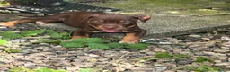 American Bully dogs for sale: American pocket bully  - Advert 1