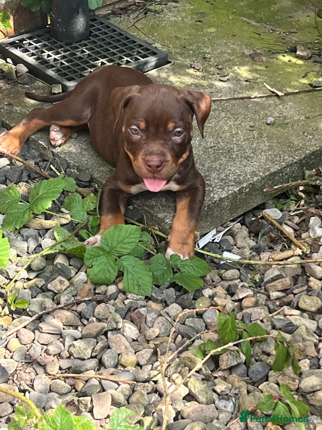 American Bully dogs for sale: American pocket bully  - Advert 1
