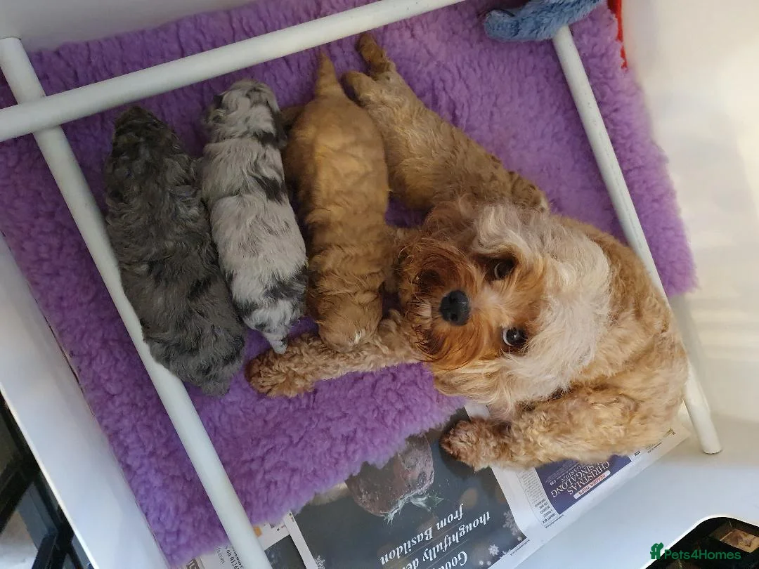 Poodle dogs for stud: Merle black & silver poodle for stud only .  in Lincoln - Advert 6