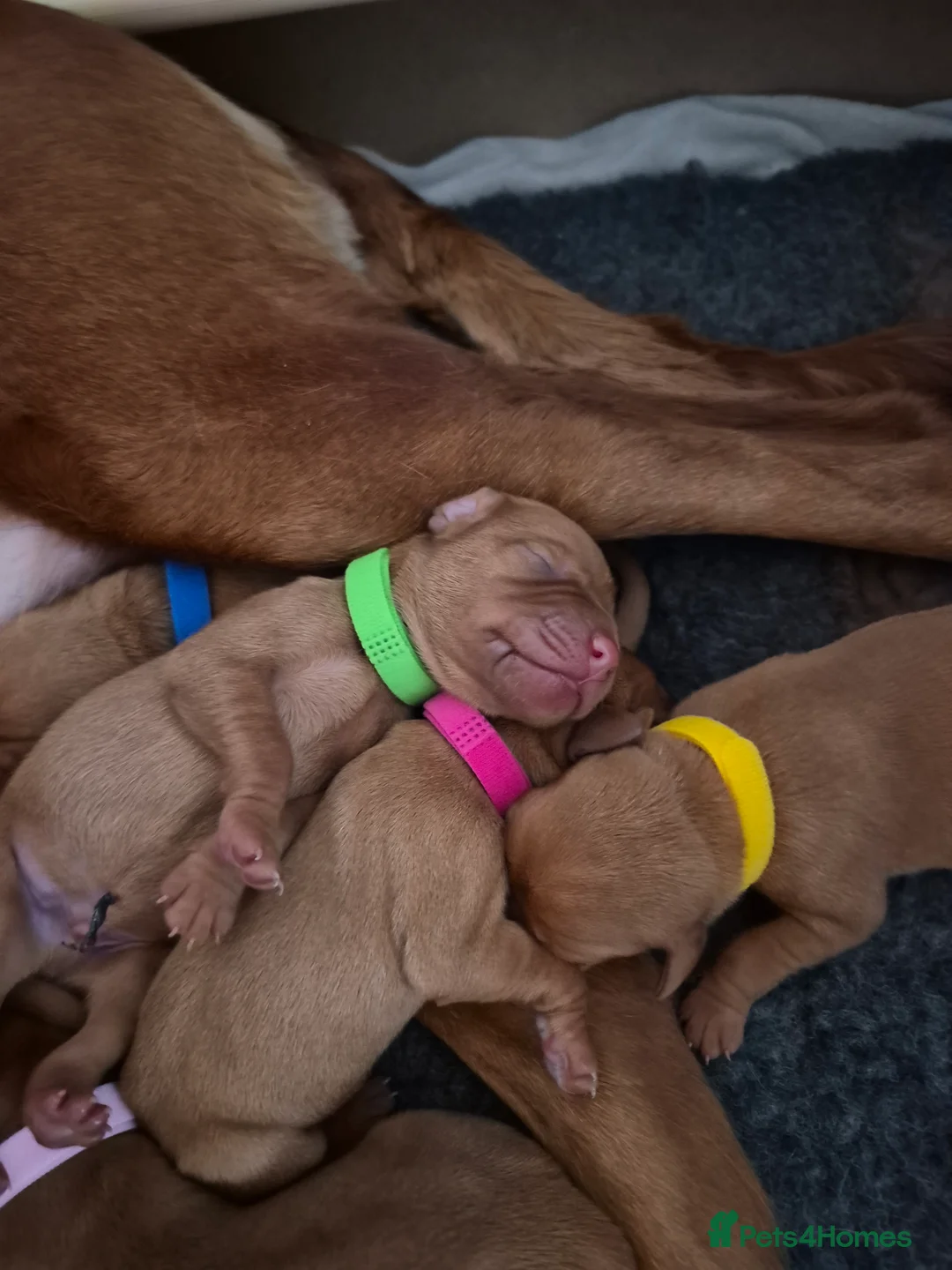 Hungarian Vizsla dogs for sale: Pedigree Vizsla Puppies in Doncaster - Advert 16