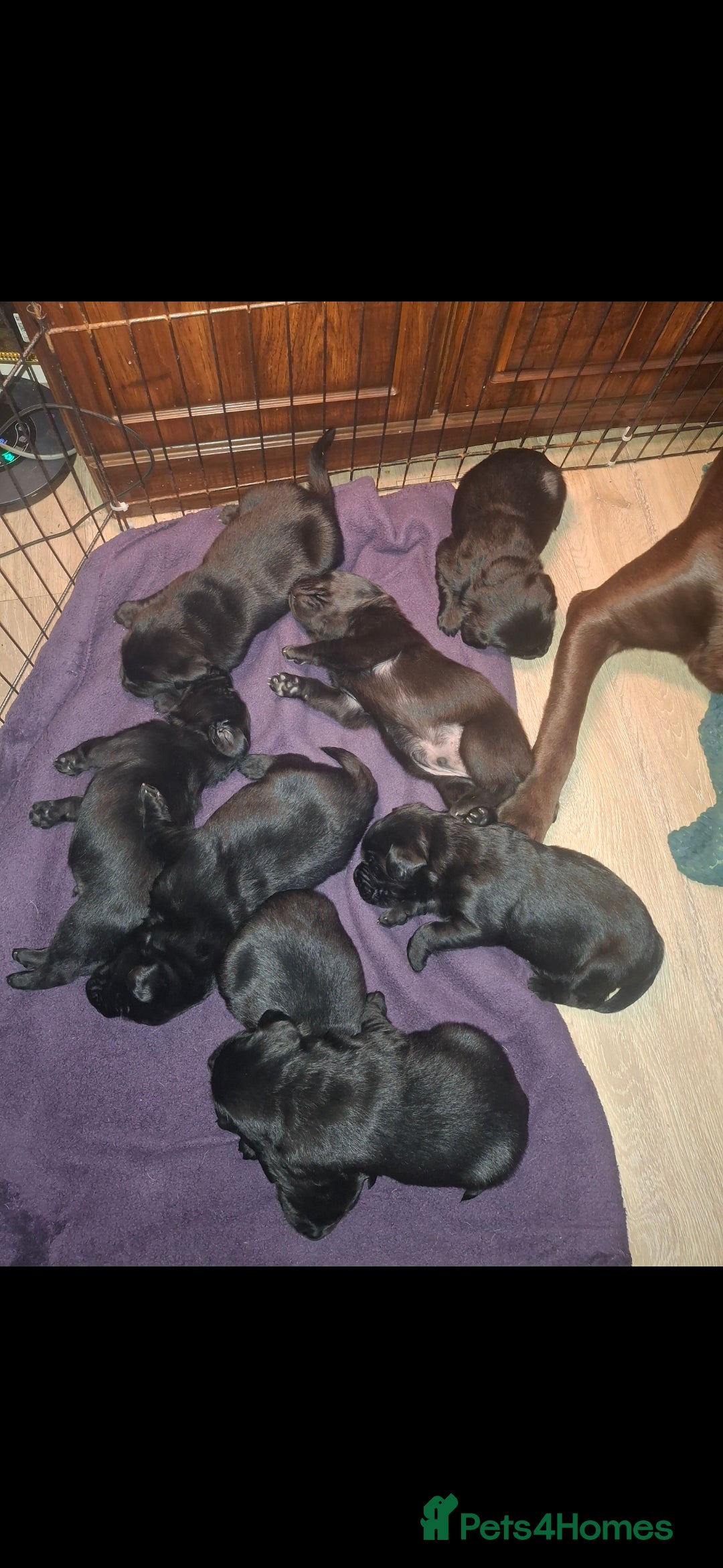 Labrador Retriever dogs for sale: black Labrador Retriever puppies  - Advert 3
