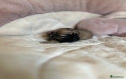 Shih Tzu dogs for sale: Beautiful shihtzu puppies - Image 8