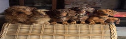 Miniature Dachshund dogs for sale: Daschunds puppies  - Advert 1
