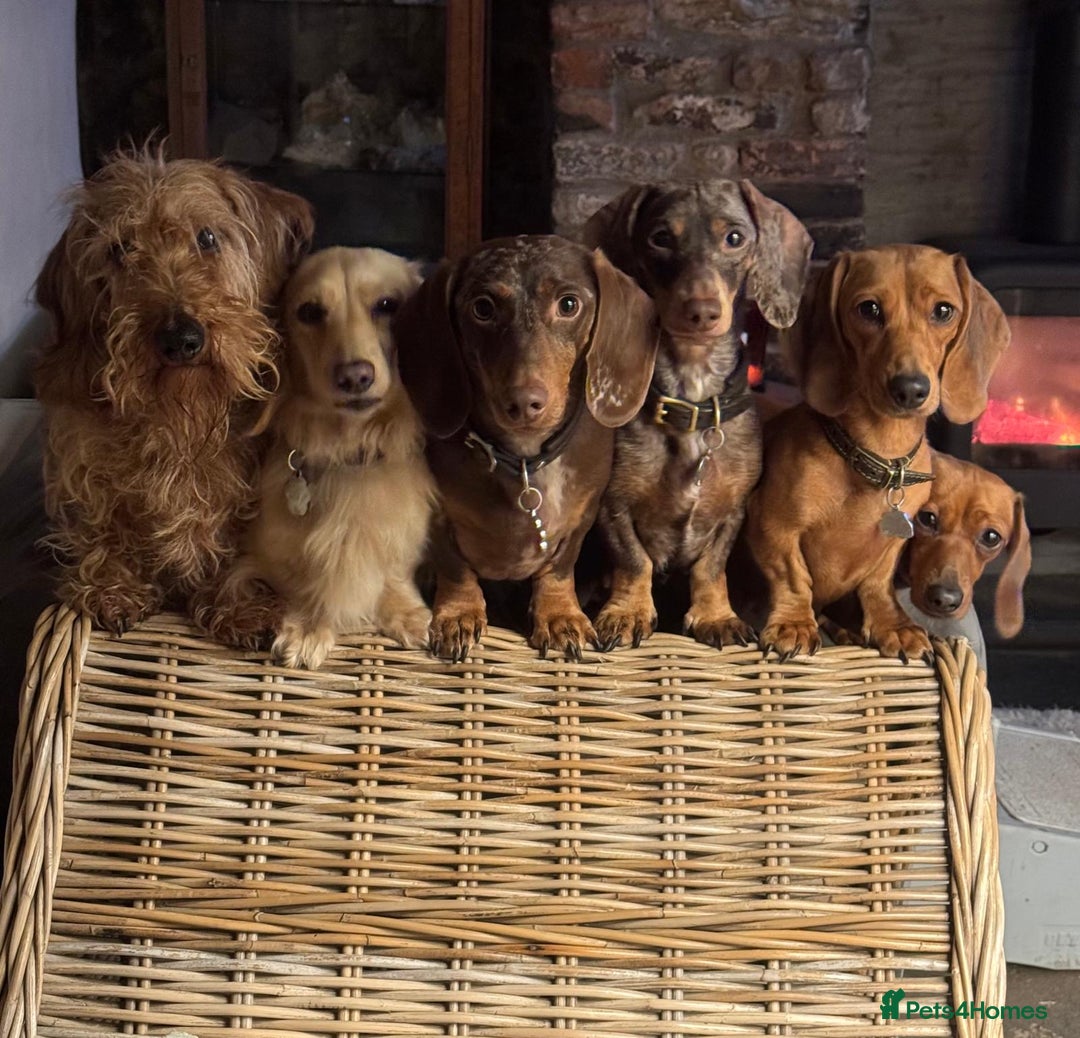 Miniature Dachshund dogs for sale: Daschunds puppies  - Advert 1