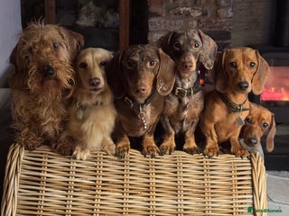 Miniature Dachshund dogs Daschunds puppies - Advert 9