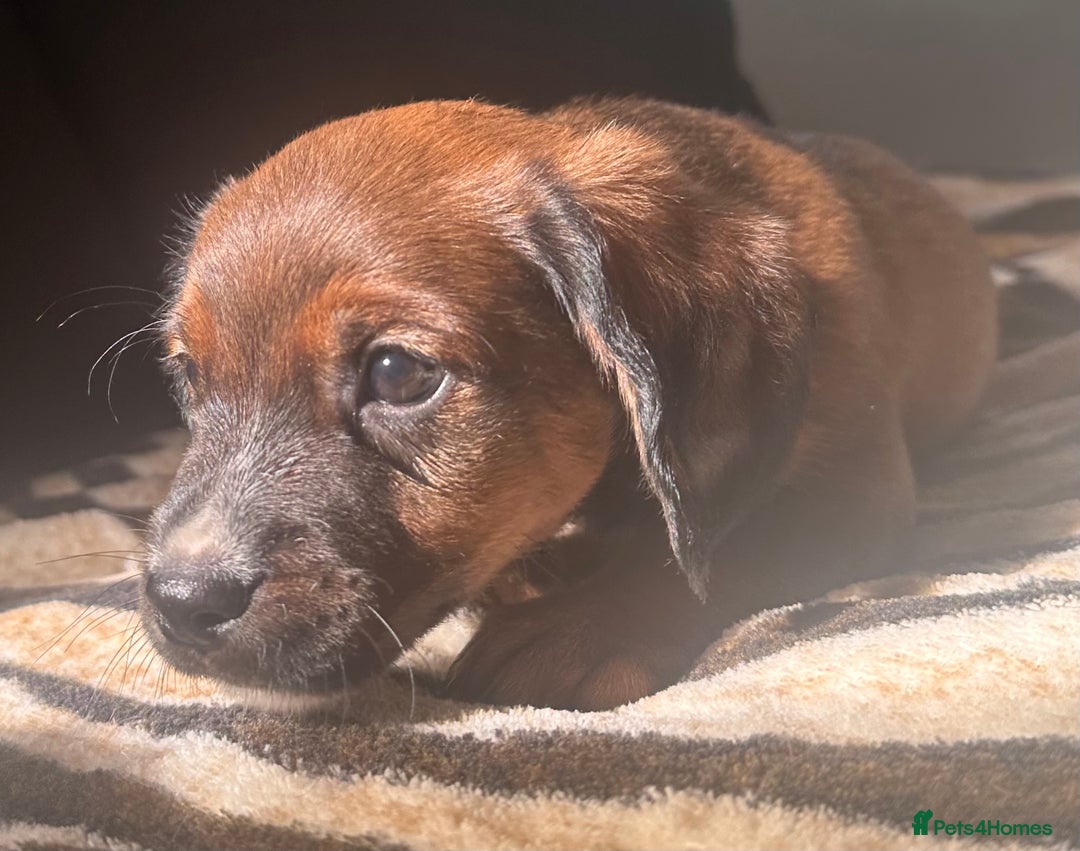 Mixed Breed dogs for sale: Patterdale X cocker spaniel  - Image 6
