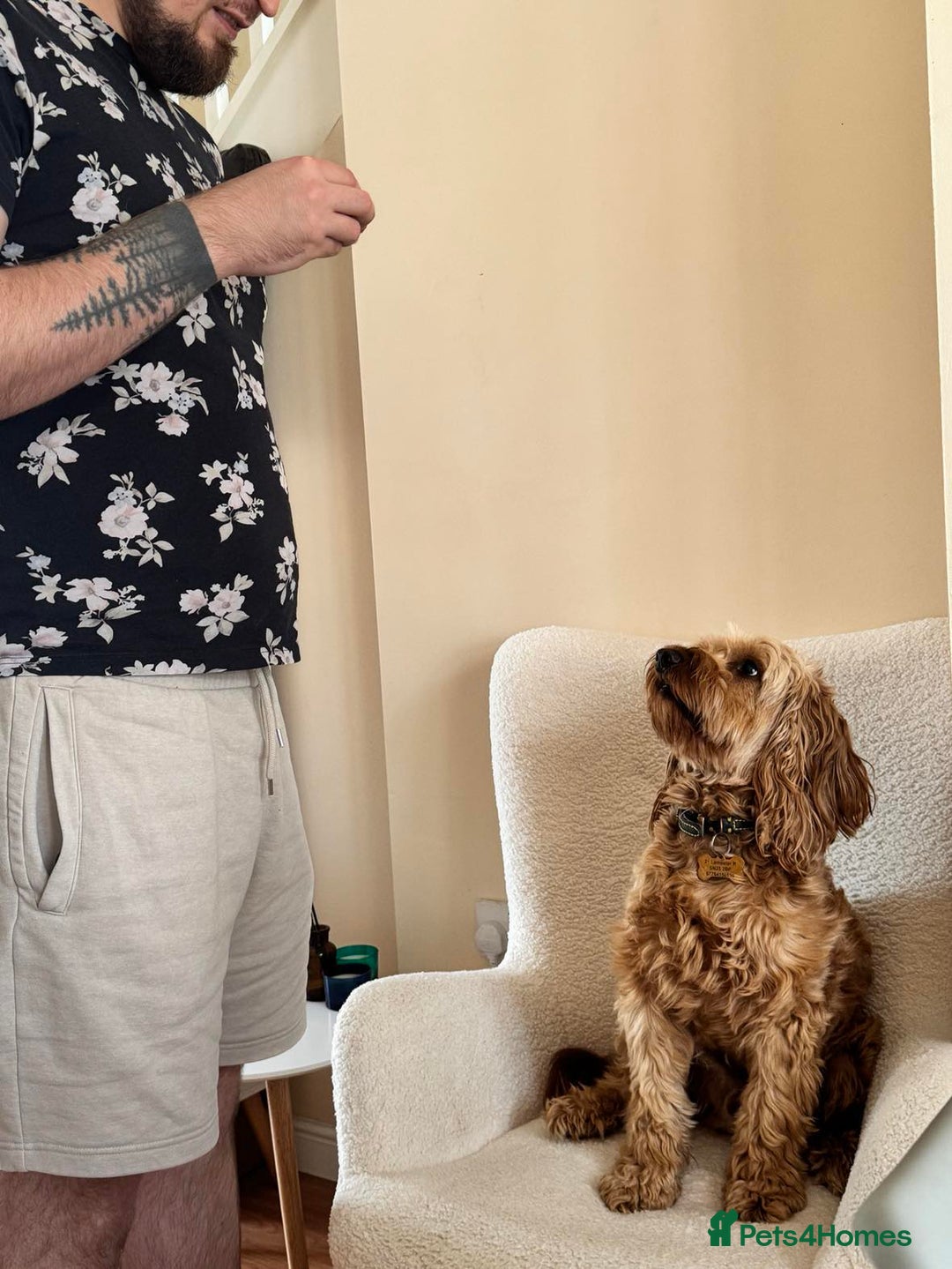 Cockapoo dogs for stud: Cockapoo for Stud  - Advert 2