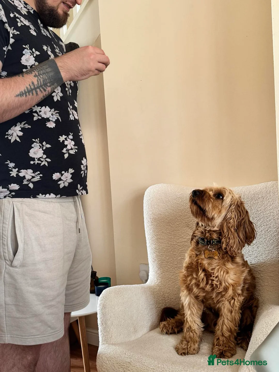 Cockapoo dogs for stud: Cockapoo for Stud  - Advert 2