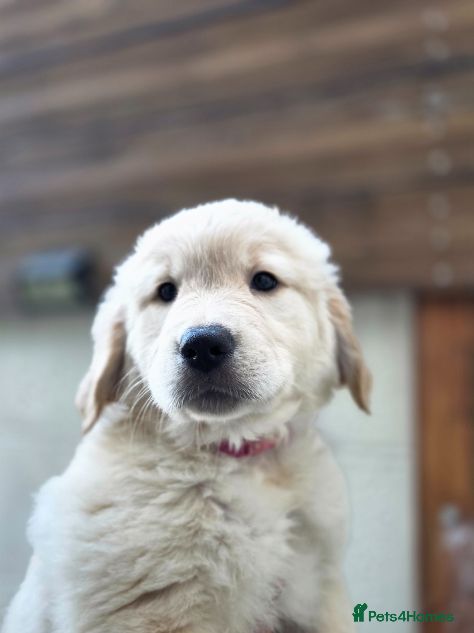 Golden Retriever dogs Golden retrievers pure breed. - Advert 7
