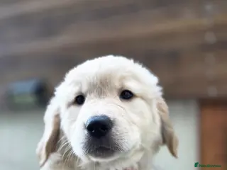 Golden Retriever dogs Golden retrievers pure breed. - Advert 7
