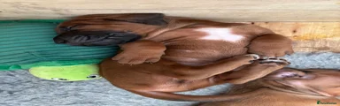 Rhodesian Ridgeback 1