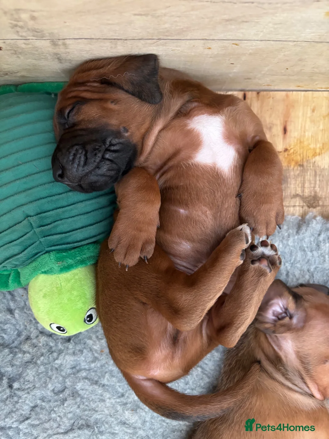 Rhodesian Ridgeback dogs for sale: Stunning male pup perfect ridge in Goole - Advert 5