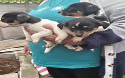 Jack Russell dogs for sale: Jack Russel puppies  - Image 9