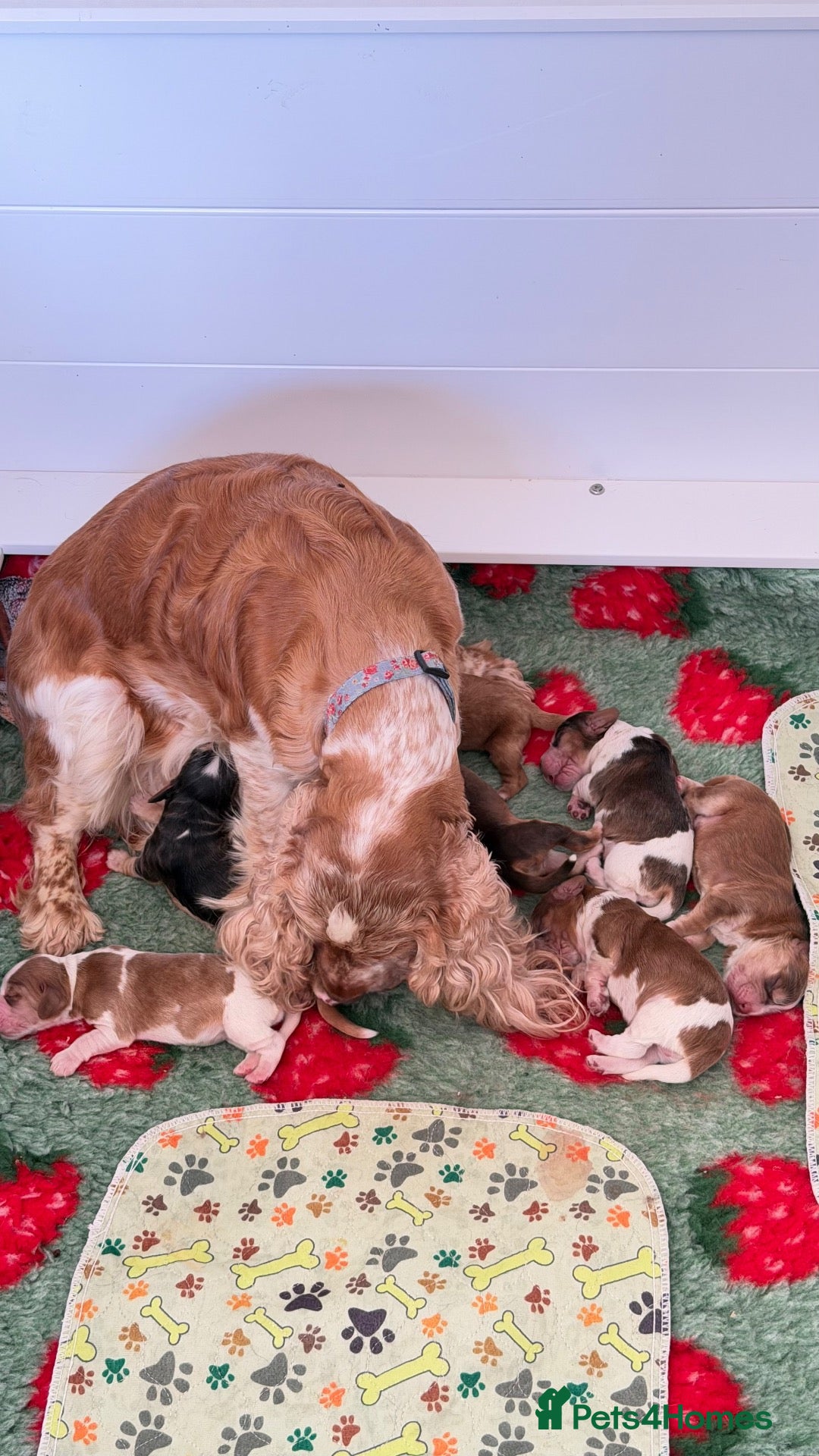 Cocker Spaniel dogs Show type cocker spaniels  - Advert 2